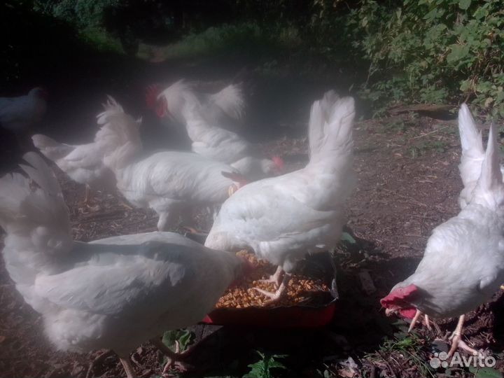 Молодые петухи