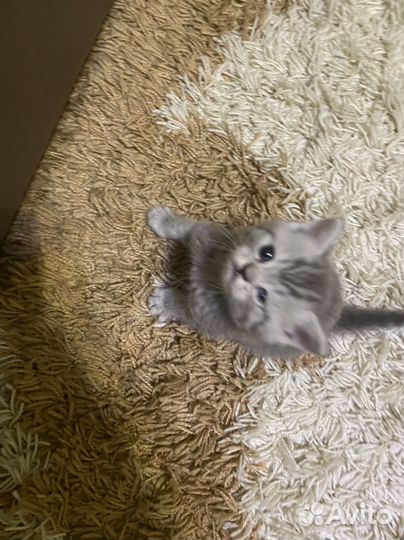 Британский котик