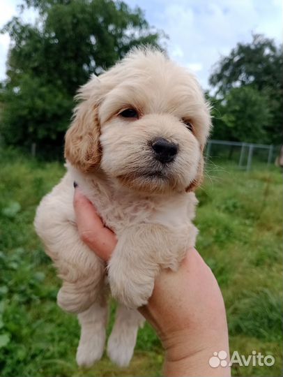 Пудель Кокапу мини