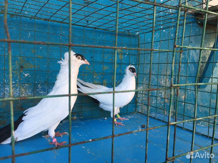 Продажа голубей