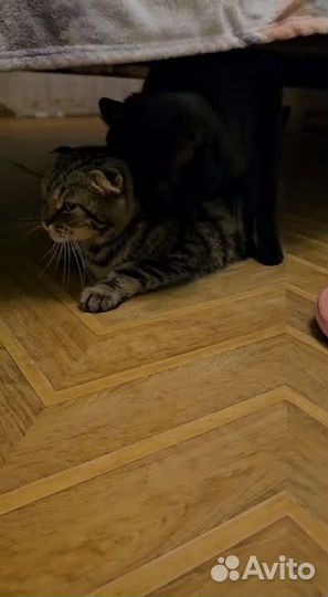 Вязка кота