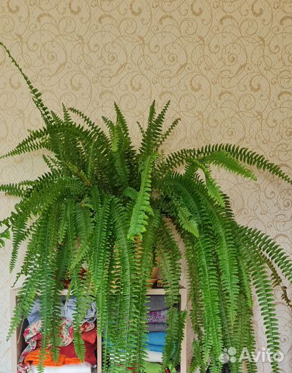 Папоротник