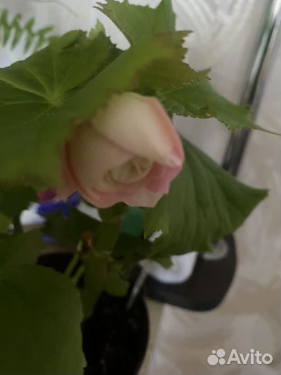 Бегония элатиор