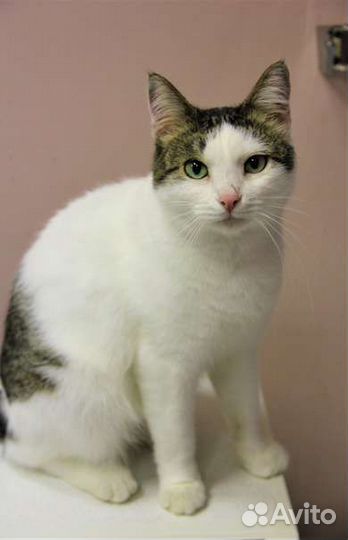 Aфoня. Кастрат