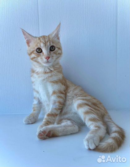 Рыжий котенок, 2,5 месяца