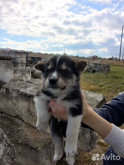 Щенята в добрые руки