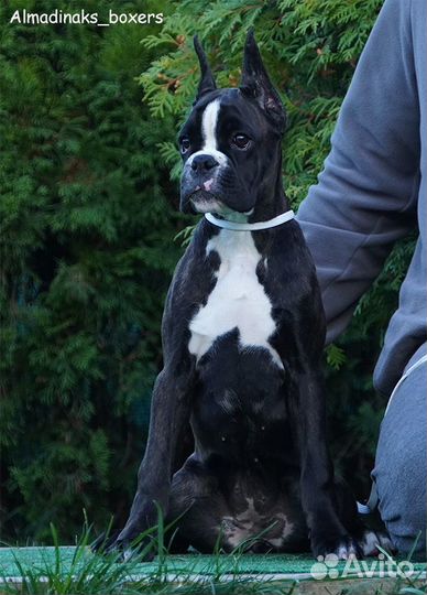 Боксер девочка