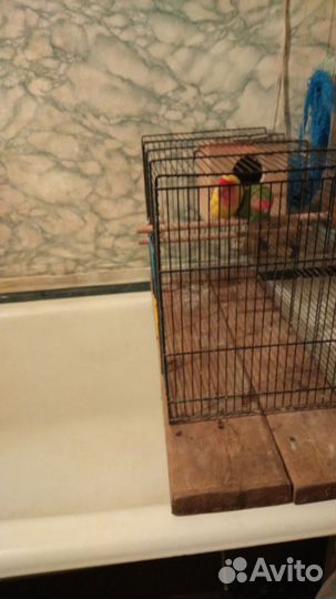 Продается попугаи неразлучники