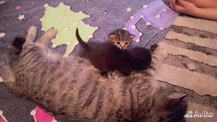 Отдам котят в добрые руки
