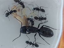 Муравьи семейств Camponotus vagus и Черный садовый