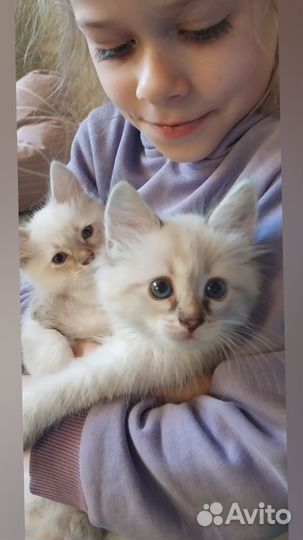 Котенок в добрые руки