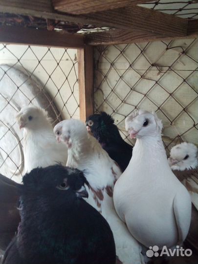 Среднеазиатские голуби