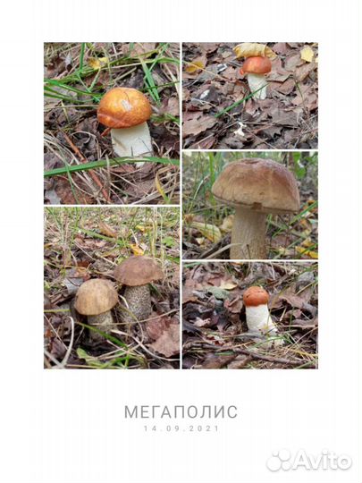 Грибы сухие (смесь)