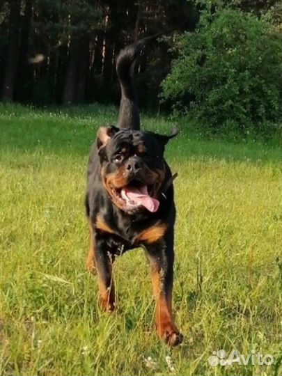 Ротвейлер вязка