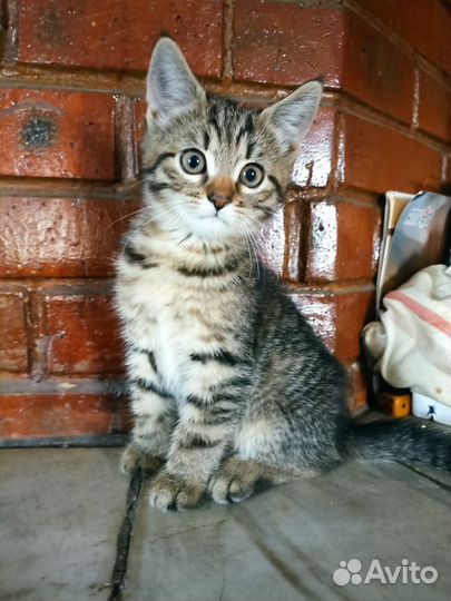 Котенок в добрые руки