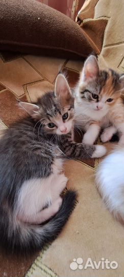 Котята