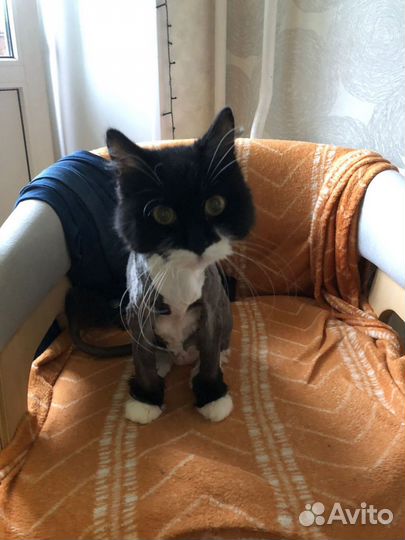 Кот в добрые руки