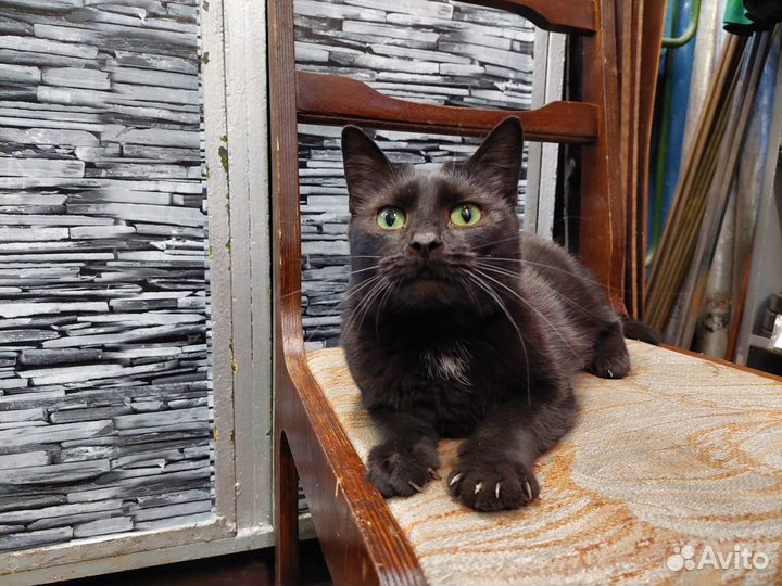 Кошечка молодая