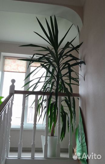 Пальма юкка