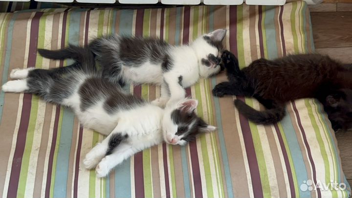 Котята в добрые руки даром