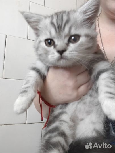 Шотландский котенок мальчик