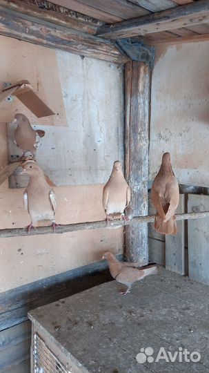 Продажа голубей