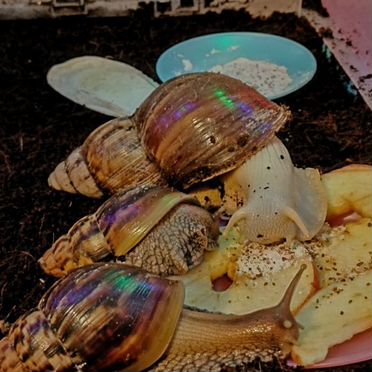 Улитки ахатины