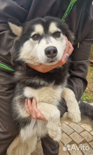 Сибирский хаски