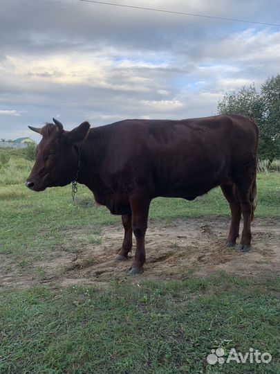 Корова нетель