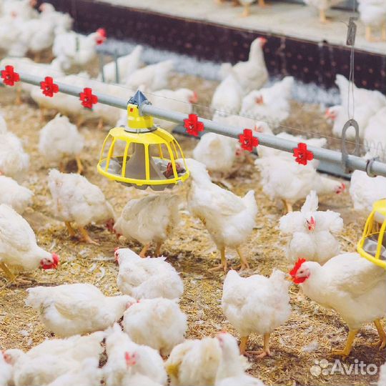 Комбикорм для молодняка кур-несушек с доставкой