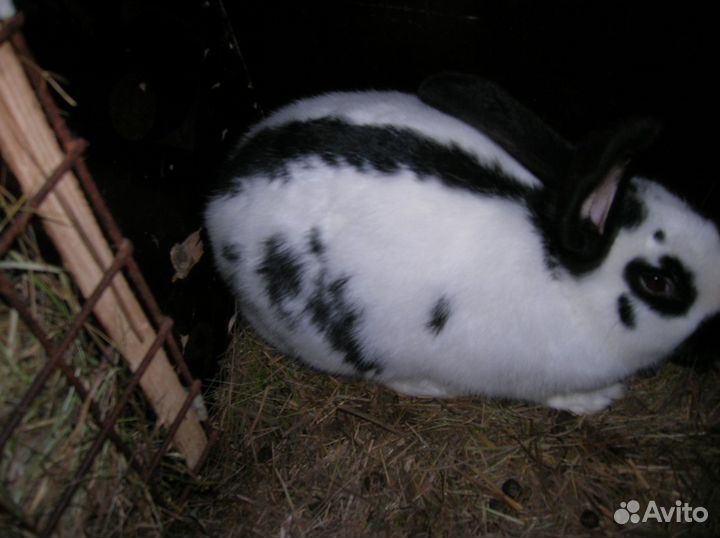 Кролики нпв