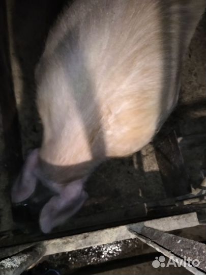 Продам хряка