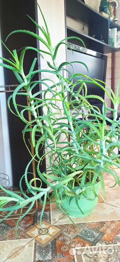 Комнатные цветы много