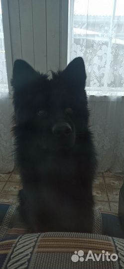 Немецкая овчарка вязка