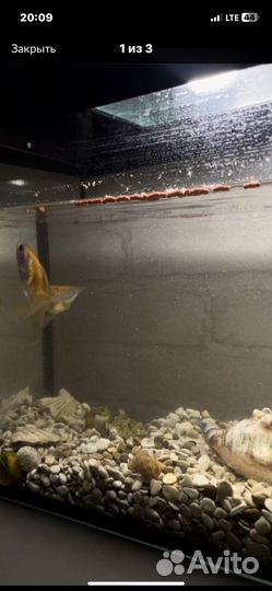 Аквариум