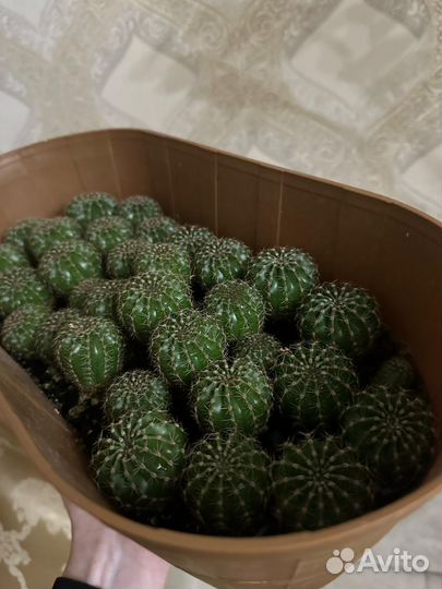 Кактус Фикус