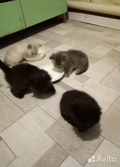 Отдам в добрые руки котят