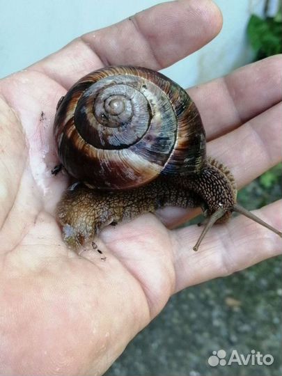 Улитка виноградная