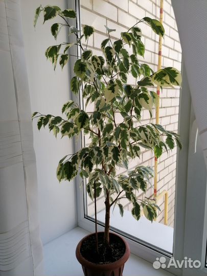 Фикус бенджамина
