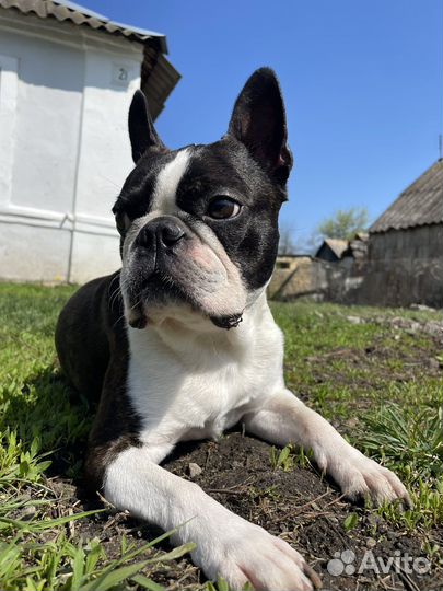 Бостон терьер для вязки