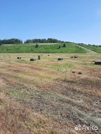 Сено в тюках