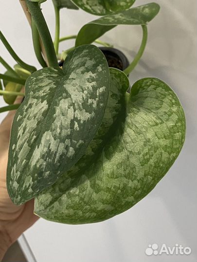 Сциндапсус сильвер сплеш