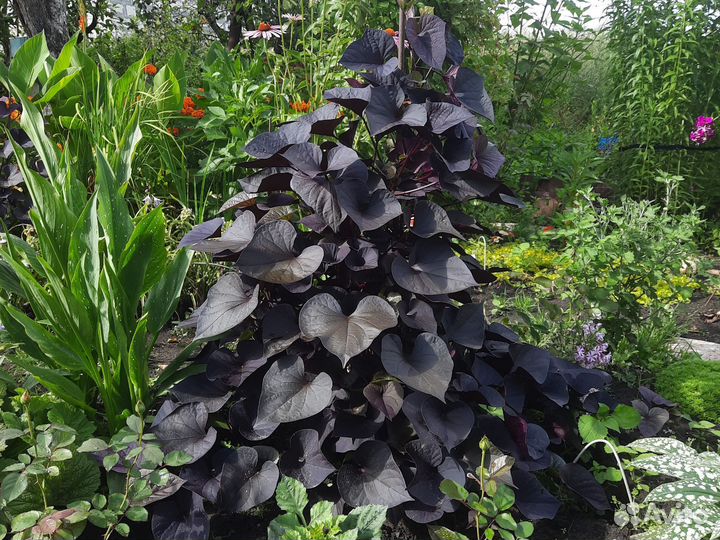 Ипомея батат