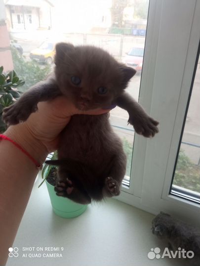 Шотландские котята