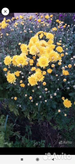 Хризантема, лилейник