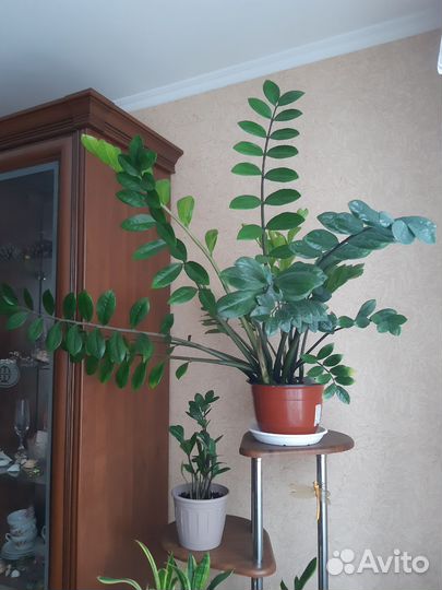 Замиокулькас