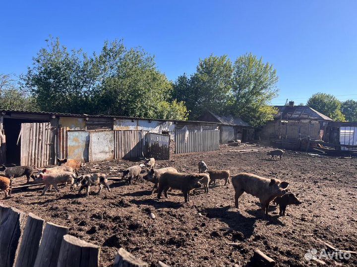 Продаю поросят