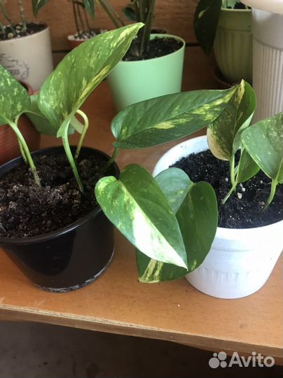 Сциндапсус золотистый