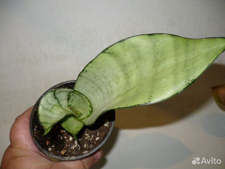 Сортовые сансивиерии