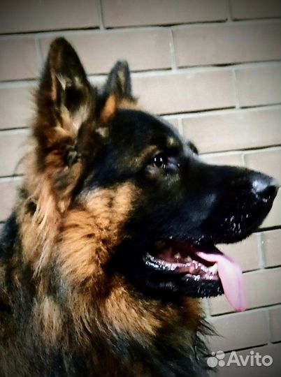 Немецкая овчарка вязка